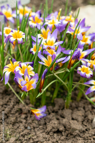 Romulea Bulbocodium flowers in Saint Gallen in Switzerland photo