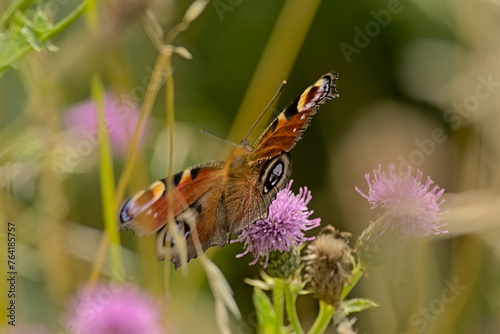  Colorful Europan peacock butterfly with spread wings sitting on a pink milkthistle wildflower, selective focus with green bokeh background - Aglais io  photo