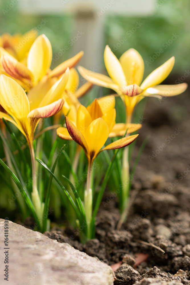 Cloth of gold crocus or Crocus Angustifolius flowers in Saint Gallen in Switzerland Cloth of gold crocus or Crocus Angustifolius flowers in Saint Gallen in Switzerland