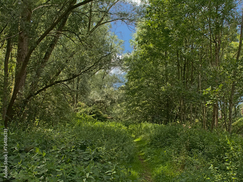 Sunny green summer forest in Durmmeersen nature reseerve, Ghent, Flanders, Belgium  photo