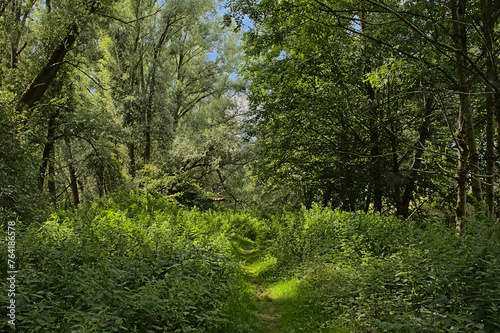 Sunny green summer forest in Durmmeersen nature reseerve, Ghent, Flanders, Belgium  photo