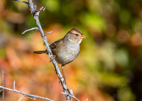 White-crowned Sparrow