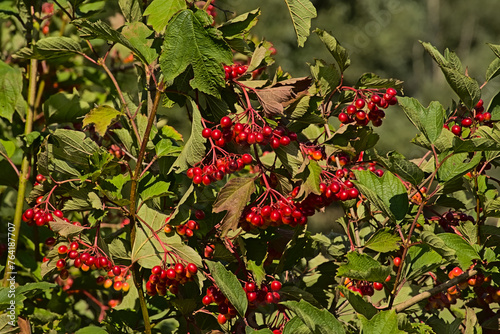 Bright red guelder rose berries and red leafs - Viburnum opulus photo