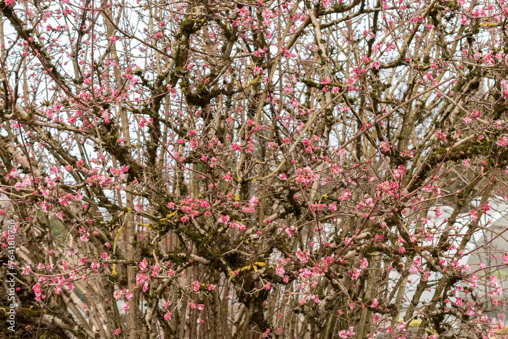 Bodnant viburnum or Viburnum X Bodnantense plant in Saint Gallen in Switzerland Bodnant viburnum or Viburnum X Bodnantense plant in Saint Gallen in Switzerland