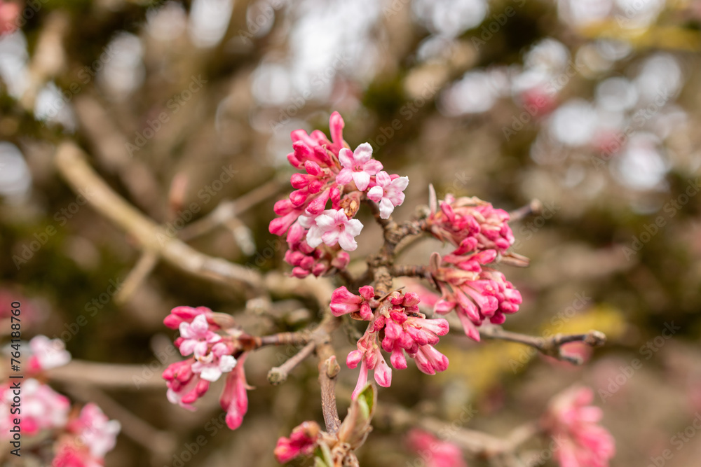 Bodnant viburnum or Viburnum X Bodnantense plant in Saint Gallen in Switzerland Bodnant viburnum or Viburnum X Bodnantense plant in Saint Gallen in Switzerland