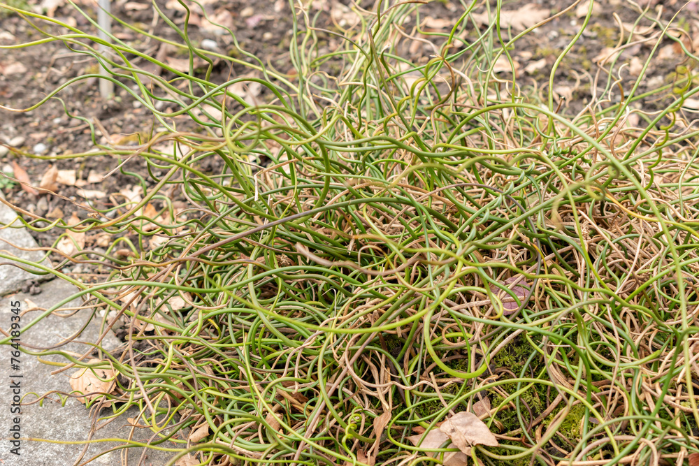 Common rush or Juncus Effusus plant in Saint Gallen in Switzerland