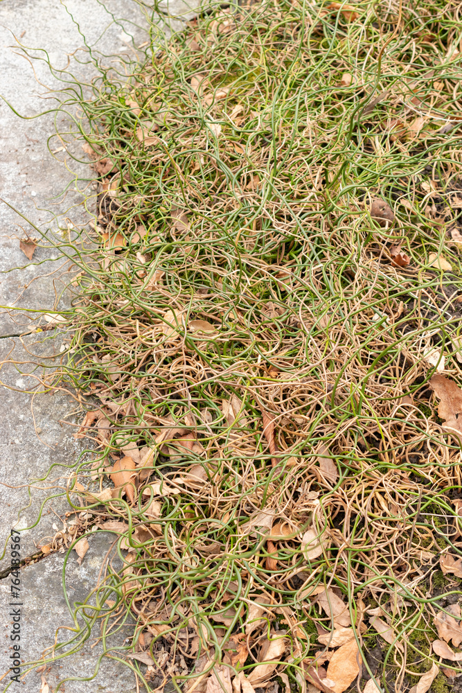Common rush or Juncus Effusus plant in Saint Gallen in Switzerland Common rush or Juncus Effusus plant in Saint Gallen in Switzerland