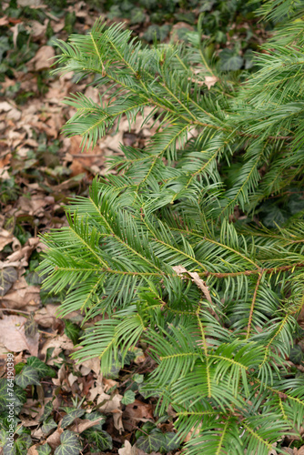 Chinese plum yew or Cephalotaxus Fortunei plant in Saint Gallen in Switzerland photo