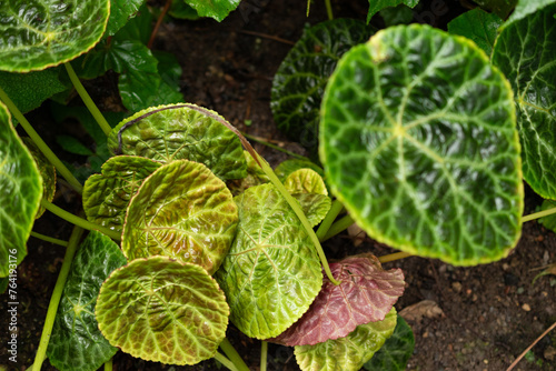 Fire king begonia or Begonia Goegoensis plant in Saint Gallen in Switzerland photo