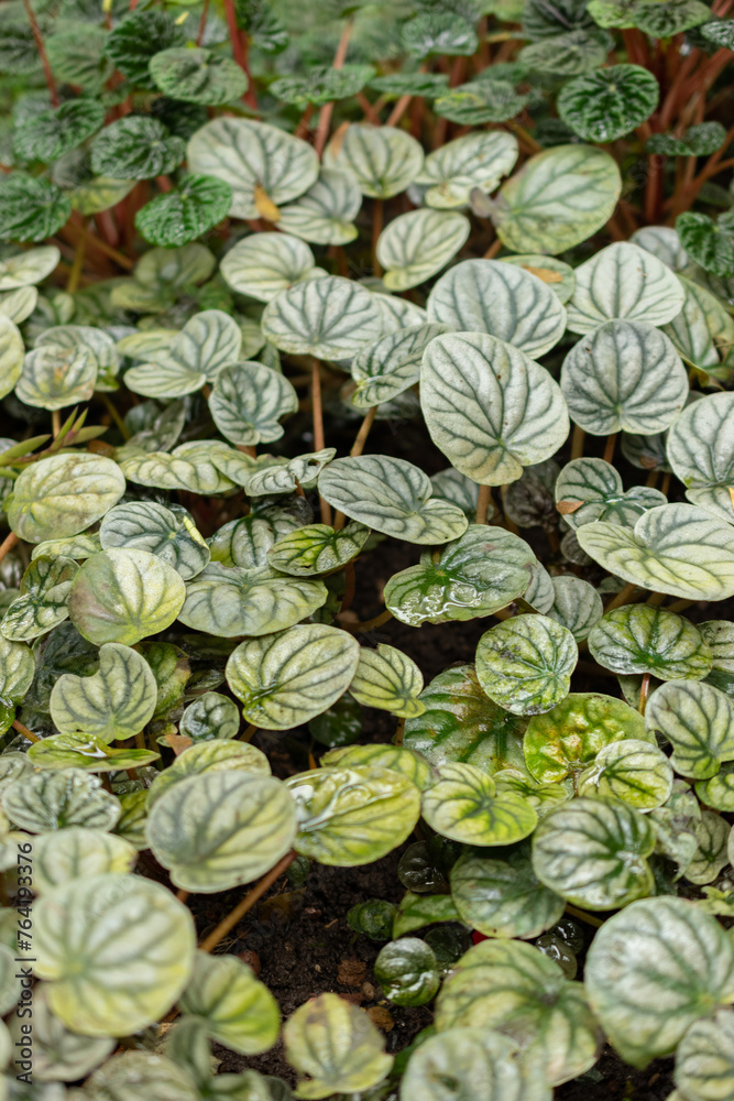 Ivy peperomia or Peperomia Griseoargentea plant in Saint Gallen in Switzerland Ivy peperomia or Peperomia Griseoargentea plant in Saint Gallen in Switzerland