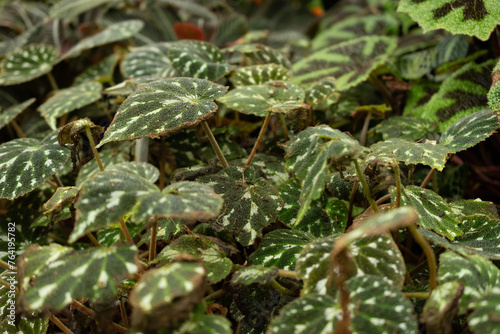 Begonia Pustulata plant in Saint Gallen in Switzerland photo