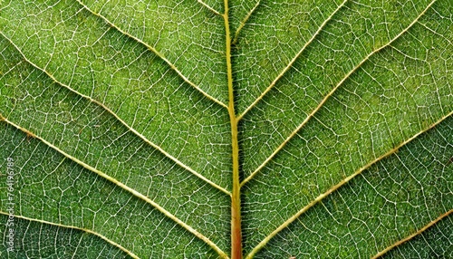 Close up of leaf veins.