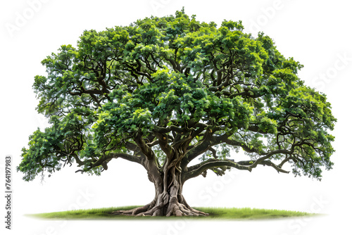 Big greenery holly oak tree isolated on white background
