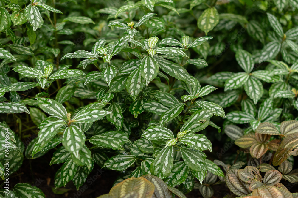 Pilea Cardierei plant in Saint Gallen in Switzerland Pilea Cardierei plant in Saint Gallen in Switzerland