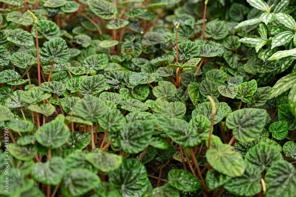 Emerald ripple peperomia or Peperomia Caperata plant in Saint Gallen in Switzerland Emerald ripple peperomia or Peperomia Caperata plant in Saint Gallen in Switzerland
