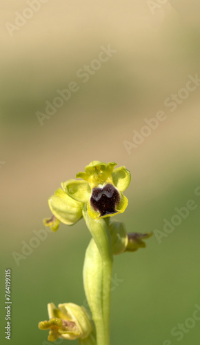 Yellow orchid (Ophrys lutea) in spring