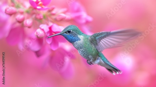  A hummingbird flies above a pink flower against a backdrop of blurred pink flowers