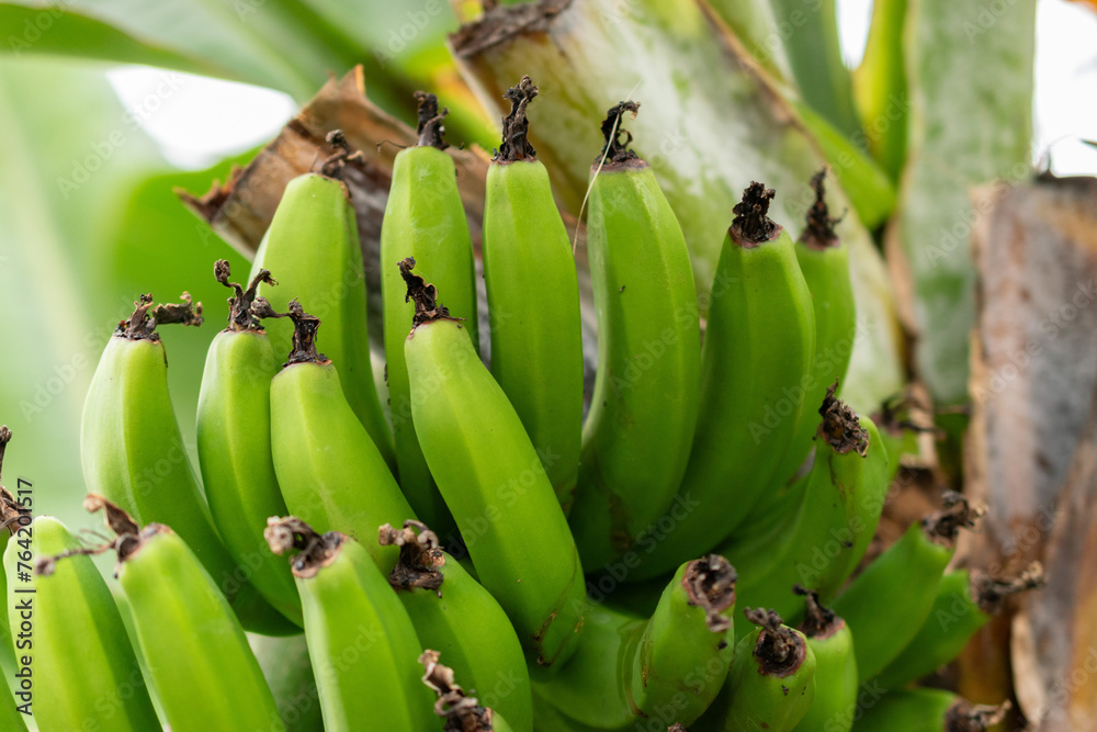 Banana or Musa Acuminata plant in Saint Gallen in Switzerland Banana or Musa Acuminata plant in Saint Gallen in Switzerland