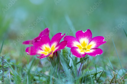 Purple flowers of Primula vulgaris, group of primrose flower on a meadow.