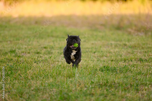 Dog runs with his favorite toy in his mouth while walking. French bulldog plays with ball on grass, runs.Dog on walk, active pet leisure, dog toys