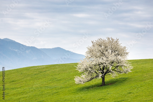 Beautiful spring landscape with blossom tree and mountains in the background. View of The Velka Fatra national park in Slovakia, Europe.