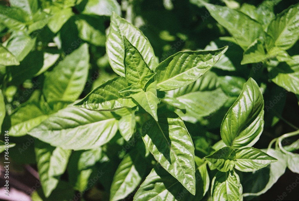 Ocimum basilicum ‘Newton’ - Large Leaf Basil Close-up
Ocimum basilicum ‘Newton’ - Large Leaf Basil Close-up