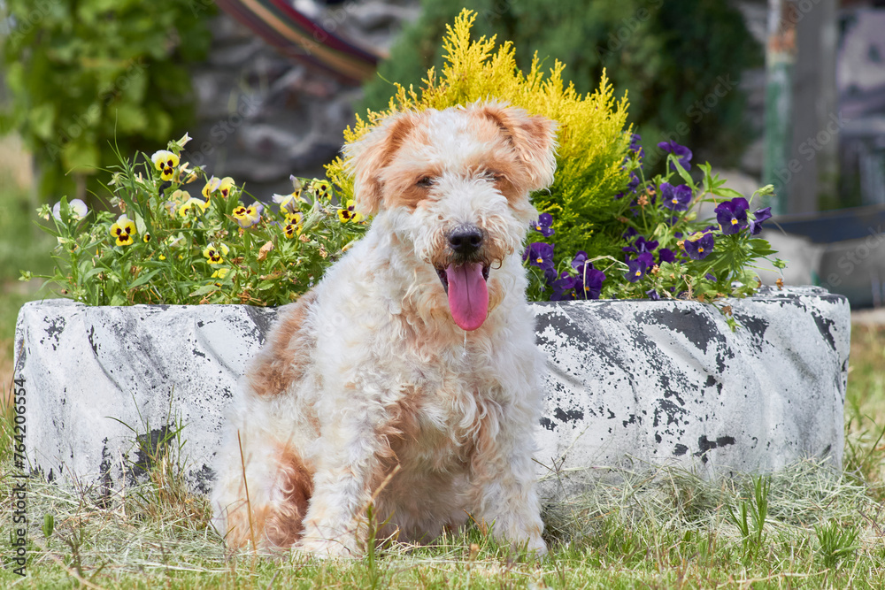Fox terrier dog looking at camera with tongue out. The dog is sitting on the grass, field environment on a summer day. Fox terrier dog looking at camera with tongue out. The dog is sitting on the grass, field environment on a summer day.