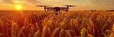 A black drone hovers over a golden wheat field in the rays of the setting sun.
Concept: technologies in agriculture, the use of drones in agricultural technology and for crop monitoring.