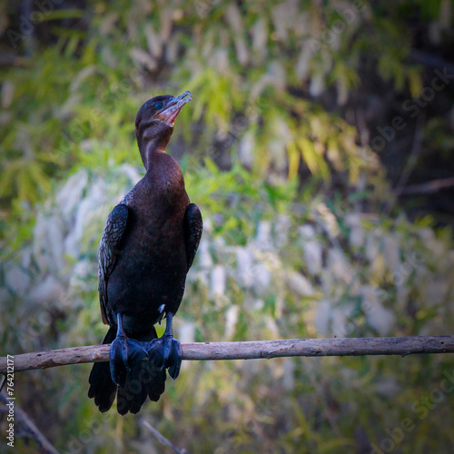 Great Cormorant Perched on a Stick