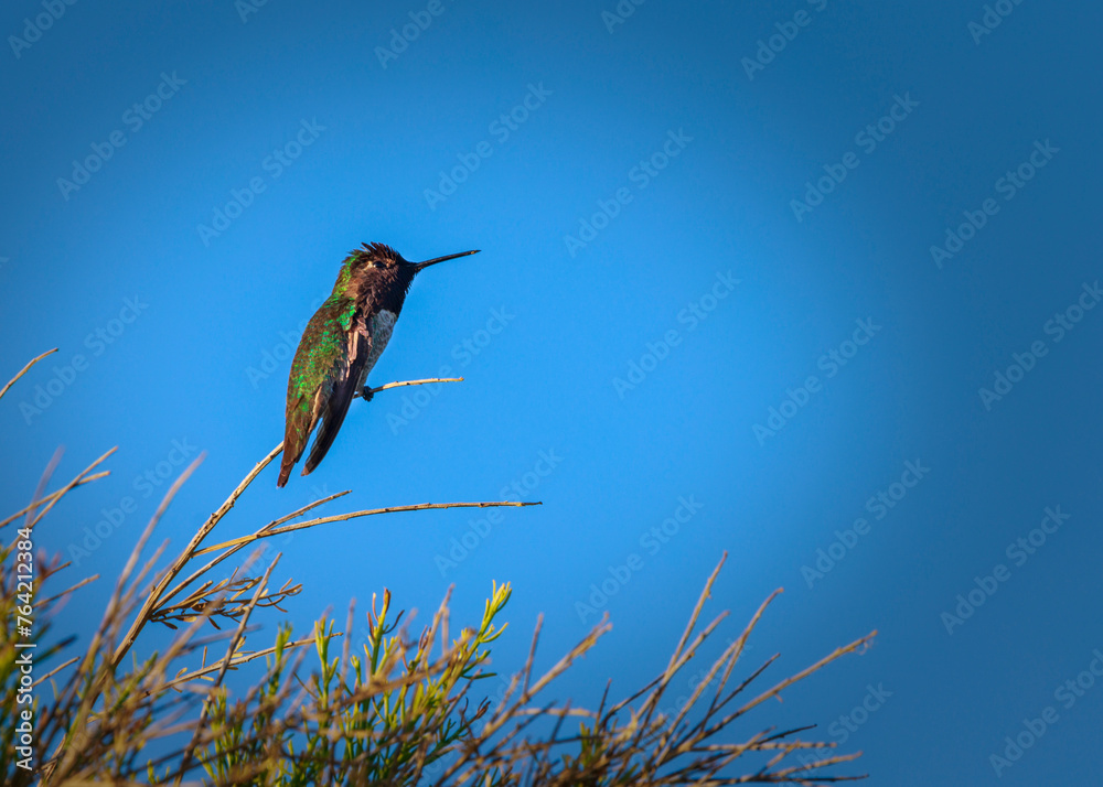 Fototapeta premium Black Chinned Hummingbird