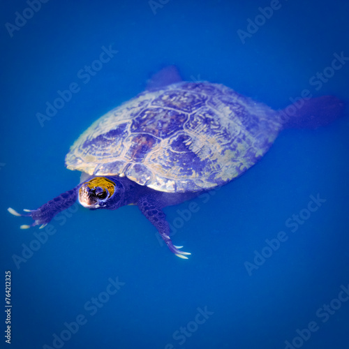 Freshwater Turtle Swimming in a Pond