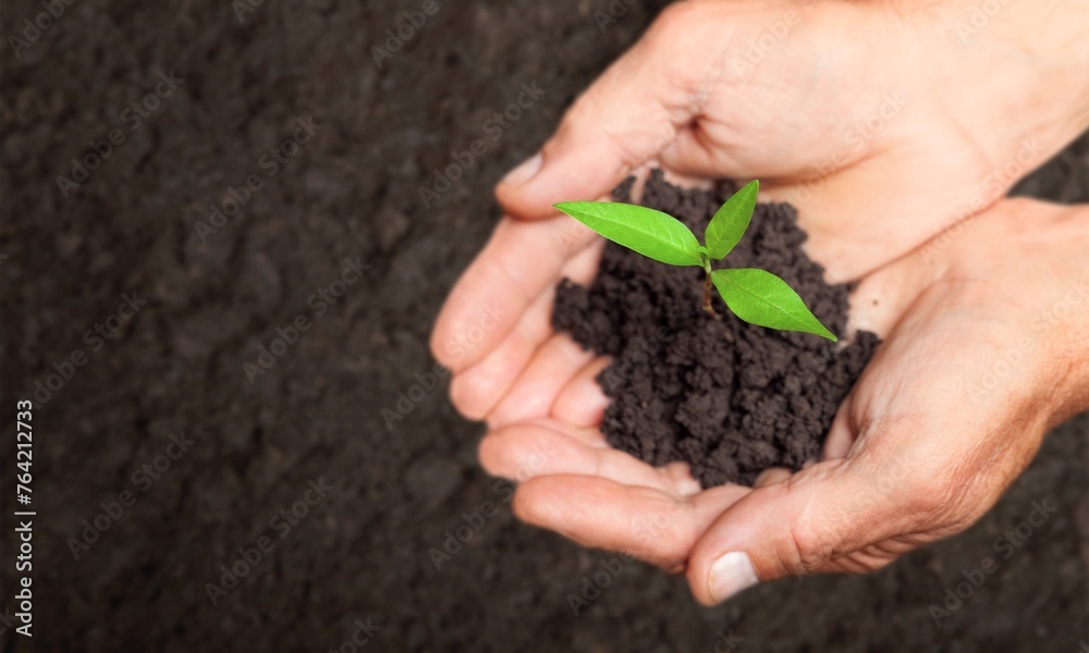farmer holding dark soil, and green plants farmer holding dark soil, and green plants