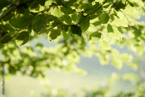 Nature Background with Green Foliage