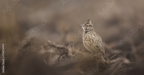 Crested lark Galerida cristata sits in a spring field and prepares for mating by singing.