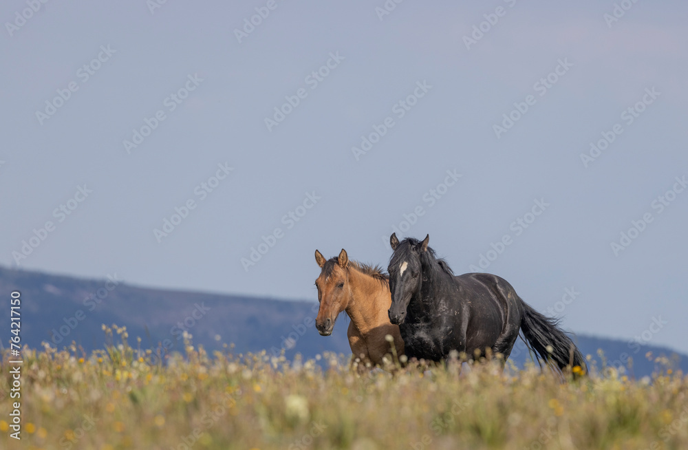 Wild Horses in Summer in the Pryor Mountains Montana Wild Horses in Summer in the Pryor Mountains Montana