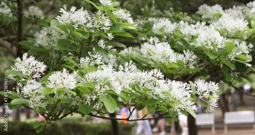 Park, flowers, fringed flowers, April snow,Chionanthus retusus Lindl