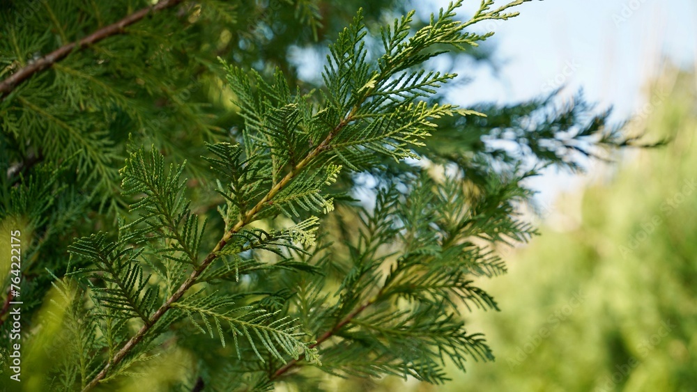 Thuja occidentalis. Green thuja tree branches, background. Thuja occidentalis. Green thuja tree branches, background.