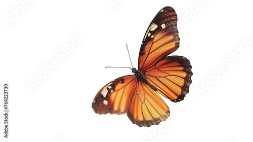 Beautiful Butterfly in Flight on White Background. Moth, Natural, Beauty, Wallpaper, Biology, Beauty, Insect, Fly, Fairy, Wing, Nature, Spring, Cute, Isolated  © Humam