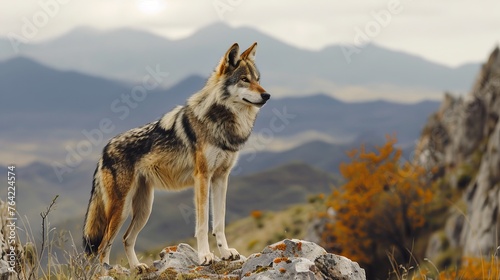Mexican Wolf in Natural Habitat