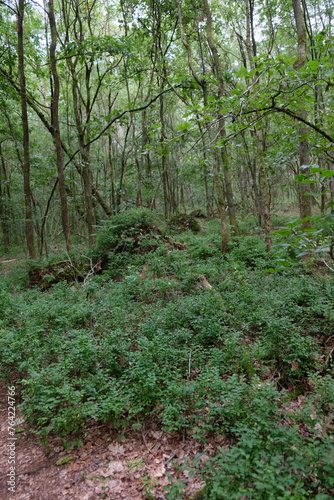 FU 2022-08-02 HeideHin 124 Im Wald wachsen Blaubeerpflanzen