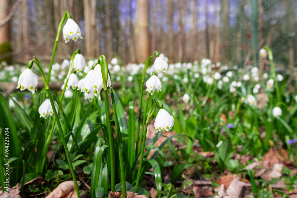 Fototapeta premium Schneeglöckchen, blumen Frühling