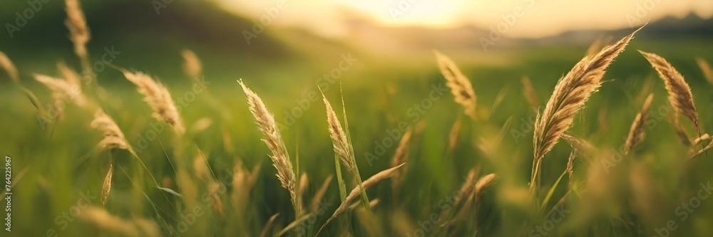 Hierba silvestre o pasto alto verde con espigas moviendose al viento bajo la luz del sol. Paisaje rural, imagen tamaño banner Hierba silvestre o pasto alto verde con espigas moviendose al viento bajo la luz del sol. Paisaje rural, imagen tamaño banner