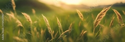 Hierba silvestre o pasto alto verde con espigas  moviendose al viento bajo la luz del sol. Paisaje rural, imagen tamaño banner