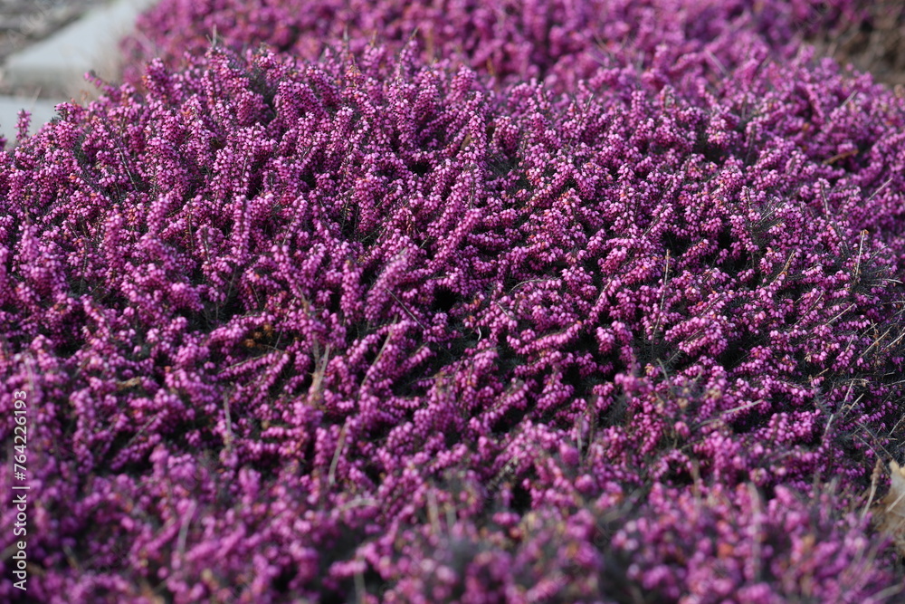 Obraz premium Fragrant lavender. Pink young flowers. Plant care.