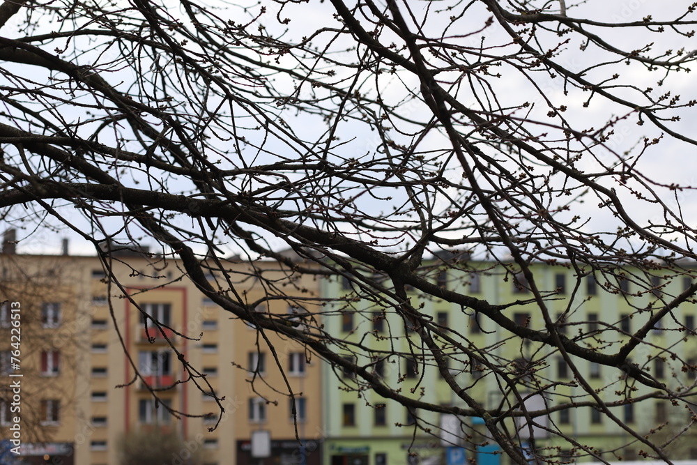 Tree branches hang from above. bare tree branches. Green residential buildings on the background.