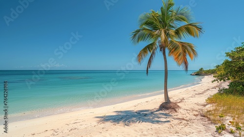 Palm Tree on Sandy Beach © olegganko