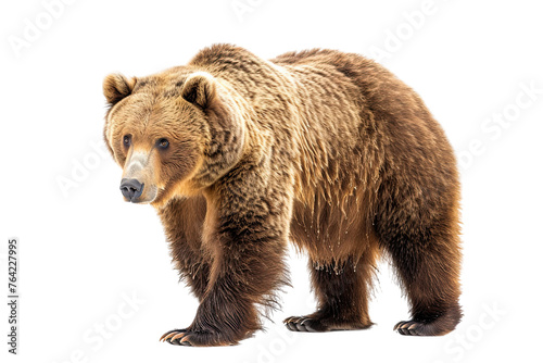 Wallpaper Mural brown bear isolated on whit3 (4).png, brown bear isolated on white Torontodigital.ca