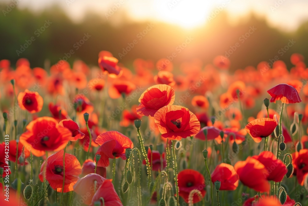 Obraz premium A vibrant field filled with red flowers basks in the warm glow of the sun, Field of red poppies with the phrase 'Lest We Forget' on Memorial Day, AI Generated