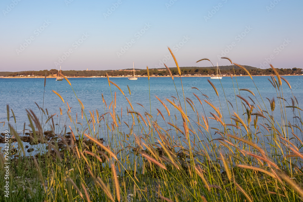 Scenic sip of wheatgrass overlooking luxury yachts in Medulin Harbor, framed by rugged coastline of Kamenjak Nature Park. Idyllic Istrian Peninsula, Kvarner Gulf, Croatia. Adriatic Mediterranean Sea