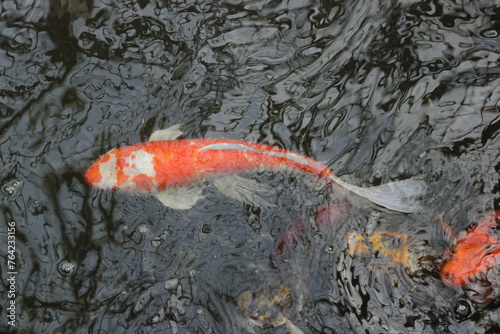 Orange and white koi fish swimming in the pond.